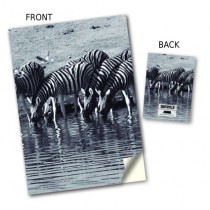 Zebras Stitched Notebook