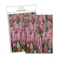 Tall Flowers Cards/Envs